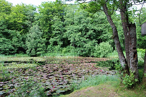 Näckrosdammen i Tyringe