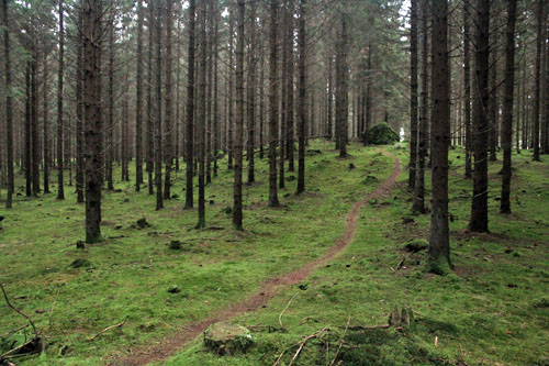 Tyringe granskog - Foto Bert Wilnerzon