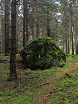 Tyringe granskog - Foto Bert Wilnerzon