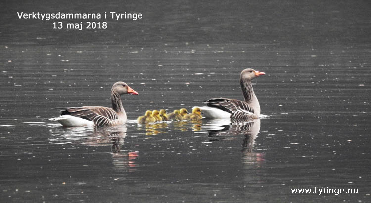 Verktygsdammarna i Tyringe, foto Bert Wilnerzon