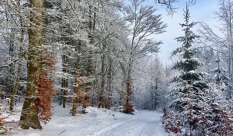 Sanatorieskogen i Tyringe, foto Lena Brostedt