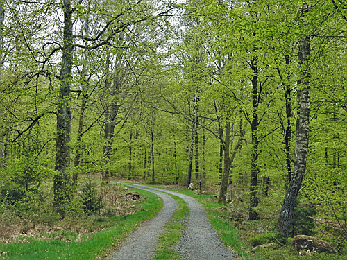 Tyringe Bokskog - foto Bert Wilnerzon